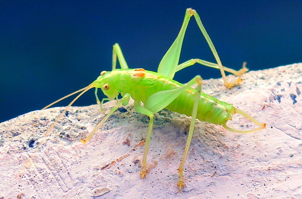 giovane ortottero da identificare
